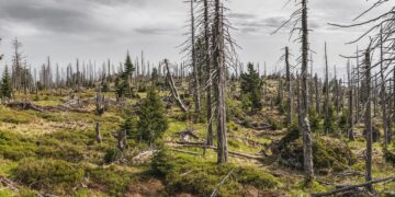 The Silent Screams of Mother Earth: The Devastating Impact of Deforestation on Climate Change