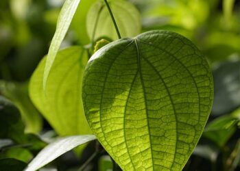 Driving Toward a Greener Future: The Impact of Electric Cars on the Environment