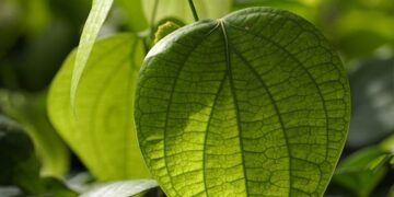 Driving Toward a Greener Future: The Impact of Electric Cars on the Environment