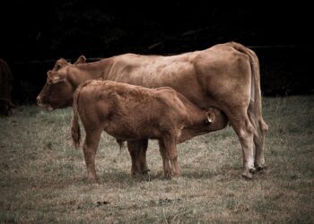 10 Simple Ways to Shrink Your Carbon Footprint and Save the Planet