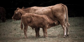 10 Simple Ways to Shrink Your Carbon Footprint and Save the Planet