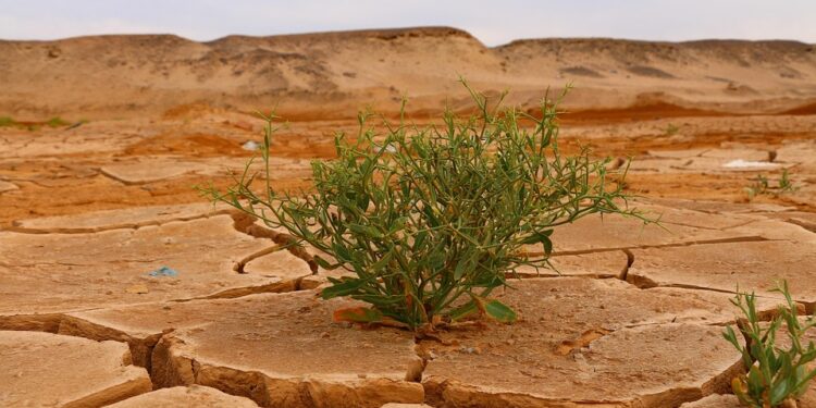 Leading the Way: Climate Policy Success Stories and Strategies for a Sustainable Future