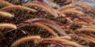 Green Innovations: Paving the Way for a Sustainable Future with Technology