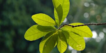 Building a Greener Future: How Smart Homes Are Leading the Way in Sustainable Living