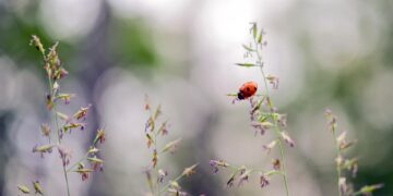 The Rising Tide of Ocean Warming: Uncovering the Devastating Effects on Our Marine Ecosystems