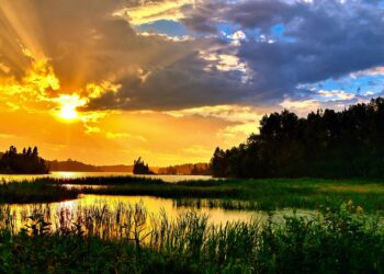 Vanishing Act: The Devastating Effects of Global Warming on Wildlife