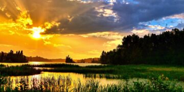 Vanishing Act: The Devastating Effects of Global Warming on Wildlife