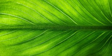 Empowering Education: How Green Technology is Transforming Schools for a Sustainable Future