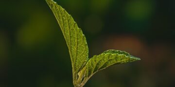 Building a Sustainable Tomorrow: The Future of Green Architecture