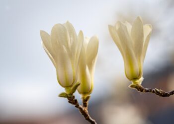 The Silent Killer: How Pollution is Devastating Our Environment