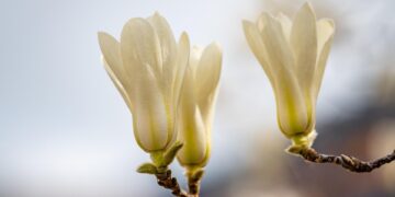 The Silent Killer: How Pollution is Devastating Our Environment