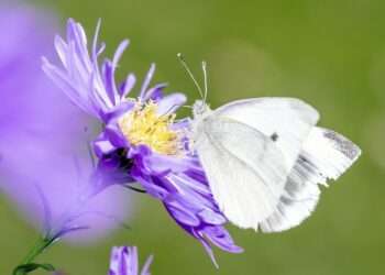 The Future of Our Planet: Environmental Challenges and Solutions for 2025