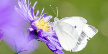 The Future of Our Planet: Environmental Challenges and Solutions for 2025