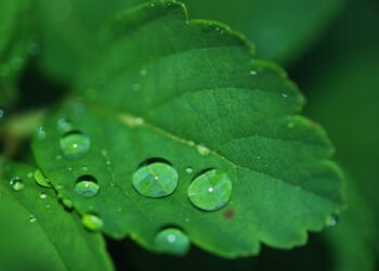 Green Technology: Paving the Way to a Sustainable Future