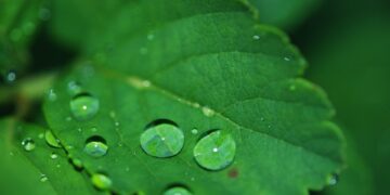 Green Technology: Paving the Way to a Sustainable Future