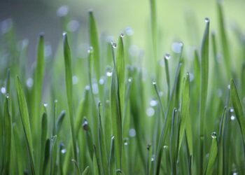 Embracing Sustainability: The Ultimate Guide to Plastic-Free Living