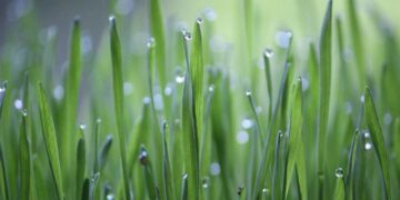 Embracing Sustainability: The Ultimate Guide to Plastic-Free Living