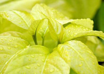 Driving towards a greener future: How electric cars are revolutionizing the automotive industry and saving the environment