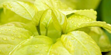 Driving towards a greener future: How electric cars are revolutionizing the automotive industry and saving the environment