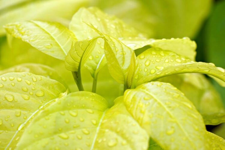 Driving towards a greener future: How electric cars are revolutionizing the automotive industry and saving the environment