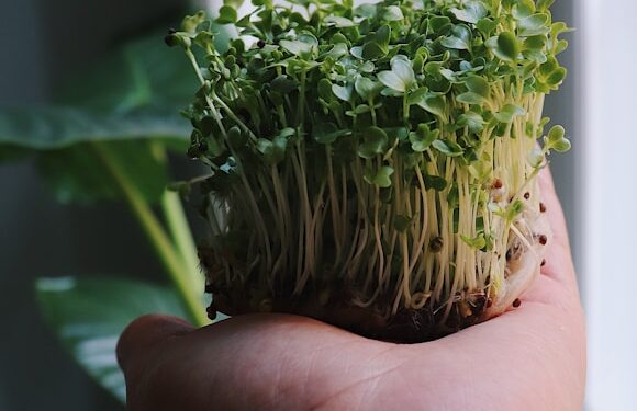 a person holding a plant in their hand