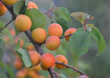 Thriving on a Dime: How to Embrace Sustainable Living Without Breaking the Bank