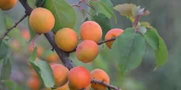 Thriving on a Dime: How to Embrace Sustainable Living Without Breaking the Bank