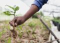 person holding brown dried plant