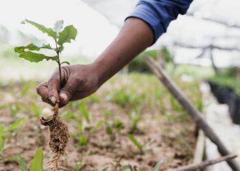 person holding brown dried plant