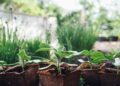 green plant on brown clay pot