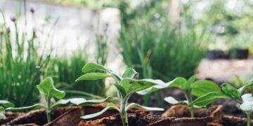 green plant on brown clay pot