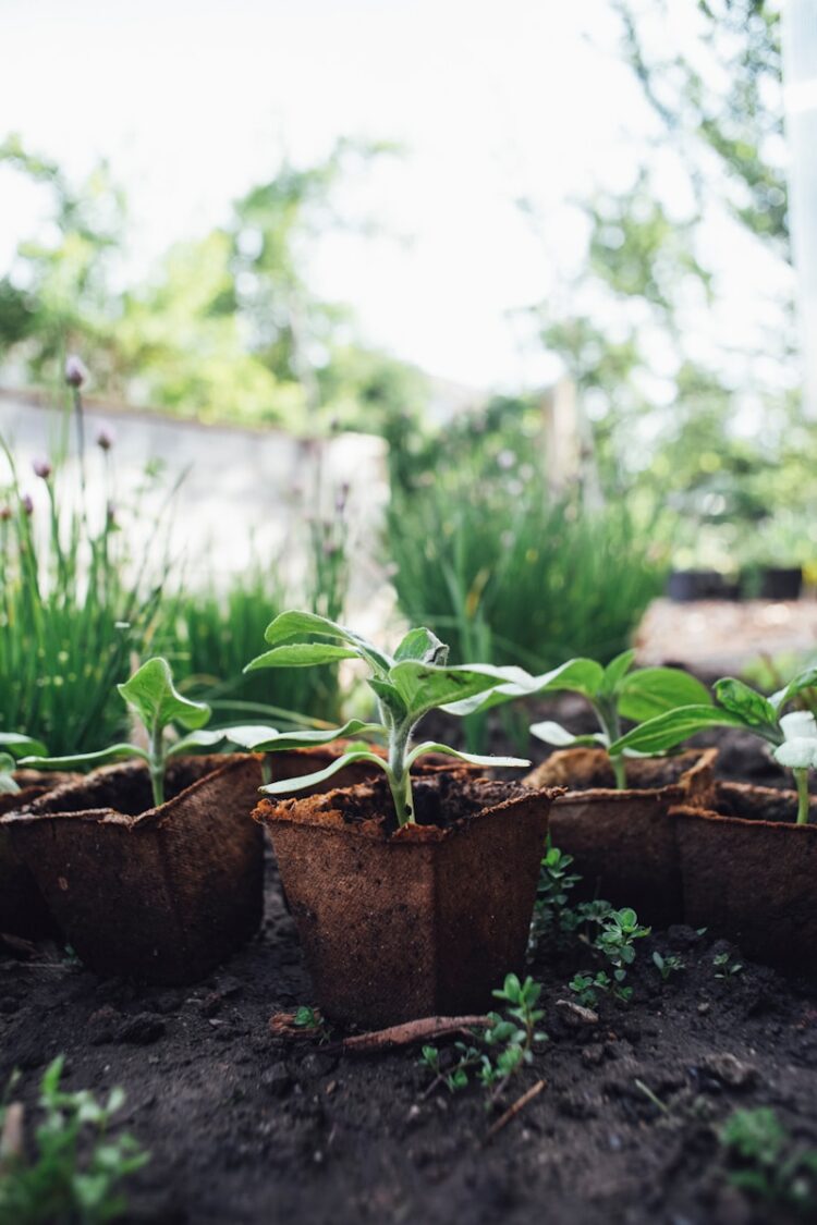 green plant on brown clay pot