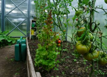 a garden filled with lots of green plants