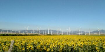field of white wind turbines