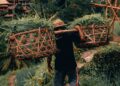 man carrying green crops