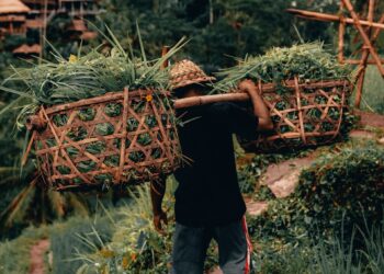 man carrying green crops