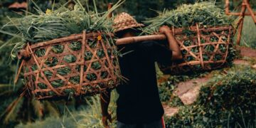man carrying green crops