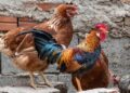 gallo, pens, crest, birds, hens, chicken coop, peak, animal