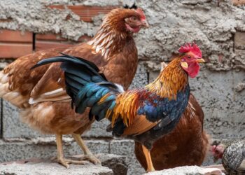 gallo, pens, crest, birds, hens, chicken coop, peak, animal