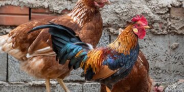 gallo, pens, crest, birds, hens, chicken coop, peak, animal