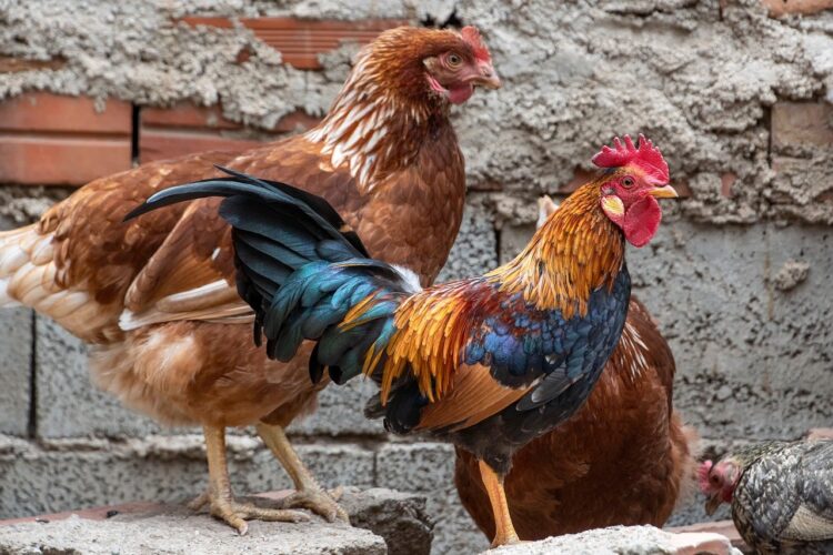 gallo, pens, crest, birds, hens, chicken coop, peak, animal