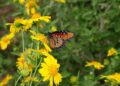 butterfly, nature, insect, wings, pollinate, pollination