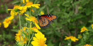 butterfly, nature, insect, wings, pollinate, pollination