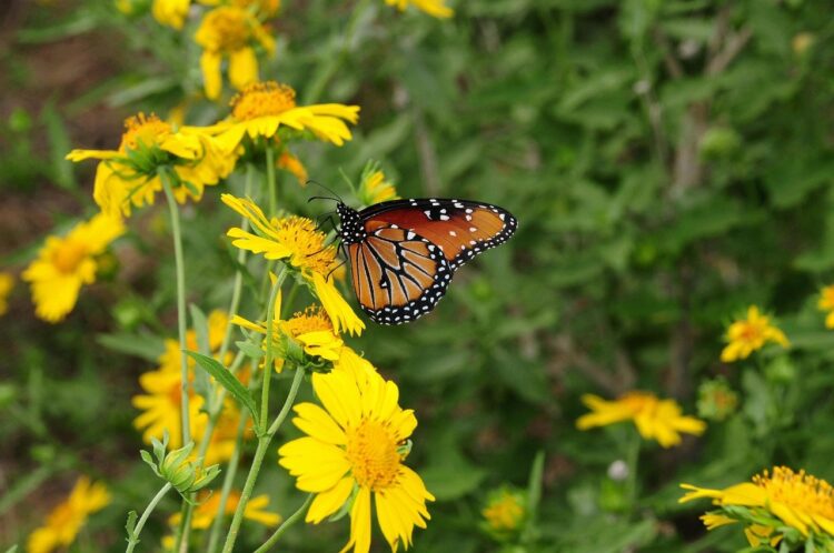 butterfly, nature, insect, wings, pollinate, pollination