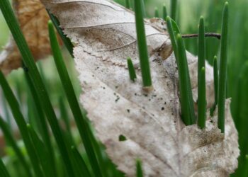 a close up of a leaf on a plant