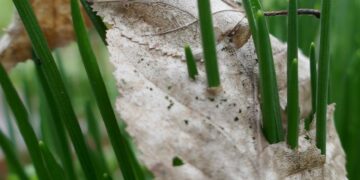 a close up of a leaf on a plant
