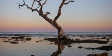 a tree that is standing in the water
