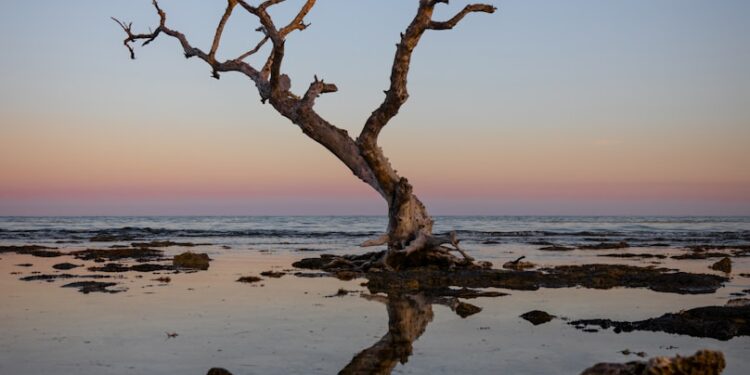a tree that is standing in the water