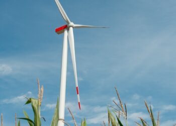 Wind turbine in a cornfield under blue sky