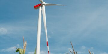 Wind turbine in a cornfield under blue sky
